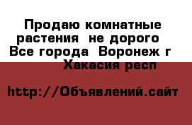 Продаю комнатные растения  не дорого - Все города, Воронеж г.  »    . Хакасия респ.